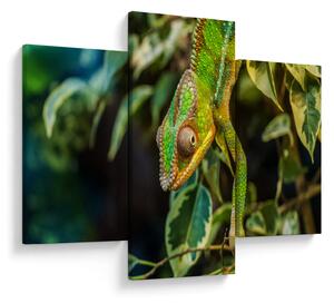Tablou cu cameleon (90x60 cm)