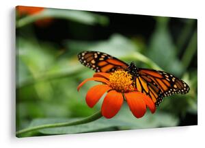 Tablou cu fluture pe floare (90x60 cm)