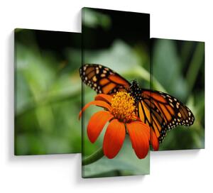 Tablou cu fluture pe floare (90x60 cm)