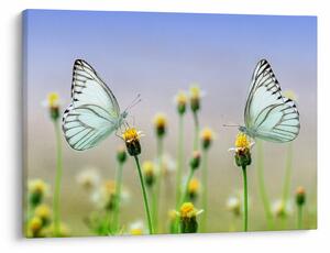 Tablou cu fluture pe floare (70x50 cm)