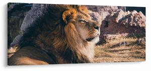 Tablou cu leul dormind (120x50 cm)