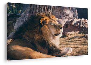 Tablou cu leul dormind (90x60 cm)