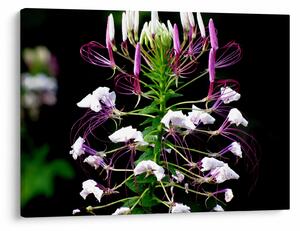 Tablou cu floare (70x50 cm)