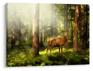 Tablou cu cerbul în pădure (70x50 cm)