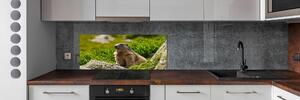 Sticlă bucătărie marmota