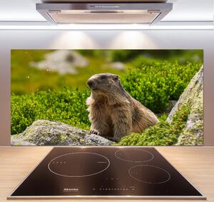 Sticlă bucătărie marmota