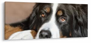 Tablou cu câine (120x50 cm)