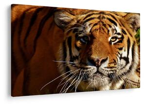 Tablou cu tigrul (90x60 cm)