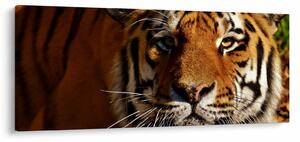 Tablou cu tigrul (120x50 cm)
