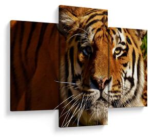 Tablou cu tigrul (90x60 cm)