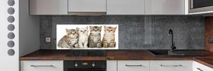 Sticlă bucătărie pisici de talie mică