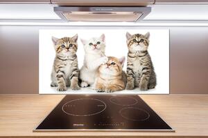 Panou de bucătărie pisici de talie mică
