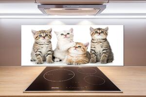 Panou de bucătărie pisici de talie mică