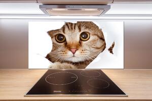 Sticlă bucătărie Pisică
