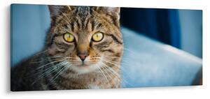 Tablou - Pisica domestică (120x50 cm)