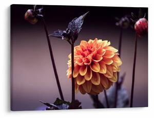 Tablou - Floare (70x50 cm)