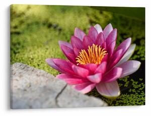 Tablou - Lotus (70x50 cm)