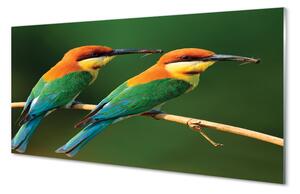 Panouri de sticlă papagal colorat de pe o ramură