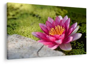 Tablou - Lotus (90x60 cm)