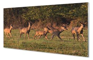 Panouri de sticlă Deer Golf răsărit de soare