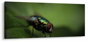 Tablou - Musca (120x50 cm)