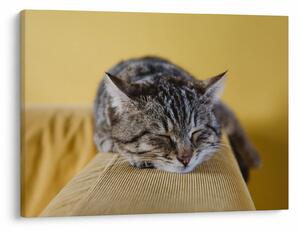 Tablou cu pisica pe fotoliu (70x50 cm)