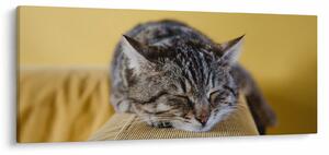 Tablou cu pisica pe fotoliu (120x50 cm)