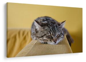 Tablou cu pisica pe fotoliu (90x60 cm)