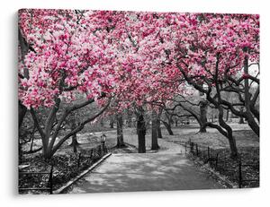 Tablou copacului magnolie (70x50 cm)