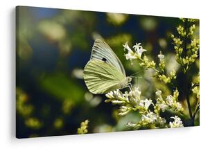 Tablou cu fluture (90x60 cm)