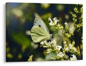 Tablou cu fluture (70x50 cm)