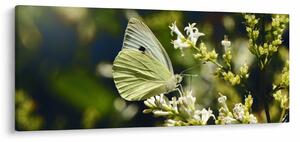 Tablou cu fluture (120x50 cm)