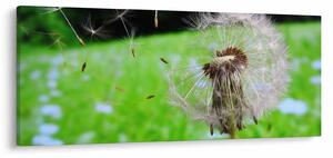 Tablou cu păpădie (120x50 cm)