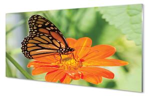 Tablouri acrilice Floare fluture colorat