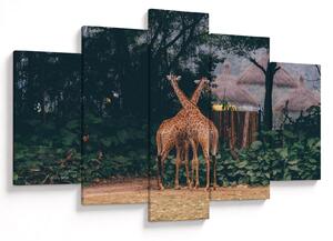 Tablou cu două girafe (150x105 cm)