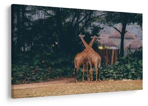 Tablou cu două girafe (90x60 cm)