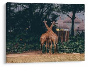 Tablou cu două girafe (70x50 cm)