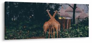 Tablou cu două girafe (120x50 cm)
