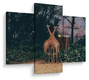 Tablou cu două girafe (90x60 cm)