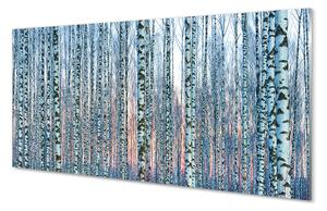 Tablouri acrilice Birch apus de soare pădure