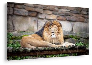 Tablou cu leu (90x60 cm)