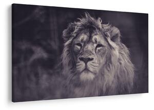 Tablou cu leu (90x60 cm)