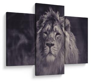Tablou cu leu (90x60 cm)