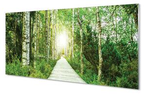 Panouri de sticlă mesteacan drum forestier