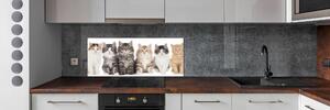 Panou sticlă bucătărie șase pisici