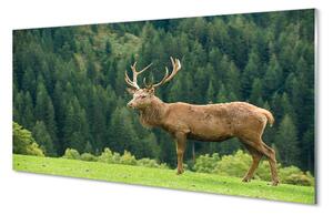 Panouri de sticlă Deer în domeniu