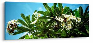 Tablou - Plumeria (120x50 cm)