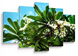 Tablou - Plumeria (150x105 cm)