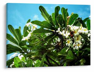 Tablou - Plumeria (70x50 cm)