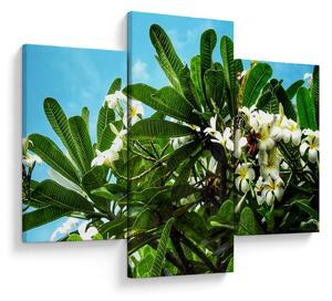 Tablou - Plumeria (90x60 cm)